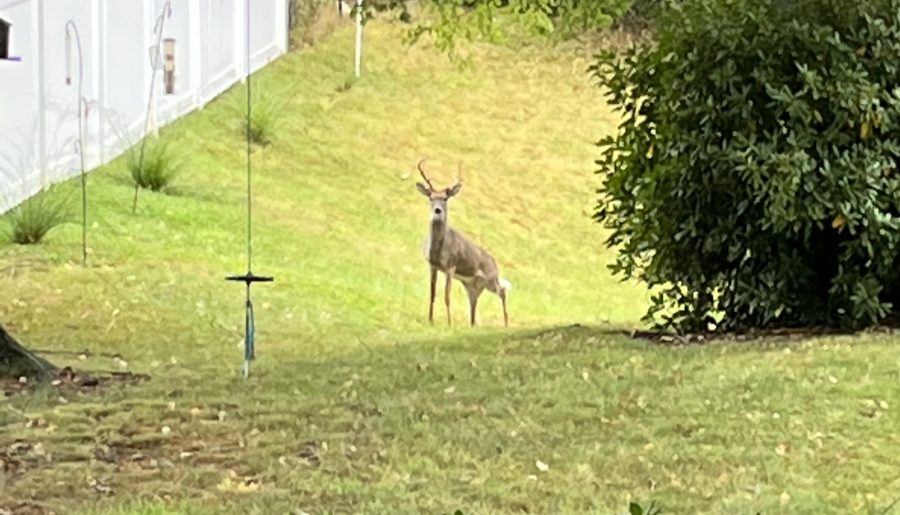Lessons I Learned from a Three-Legged Deer